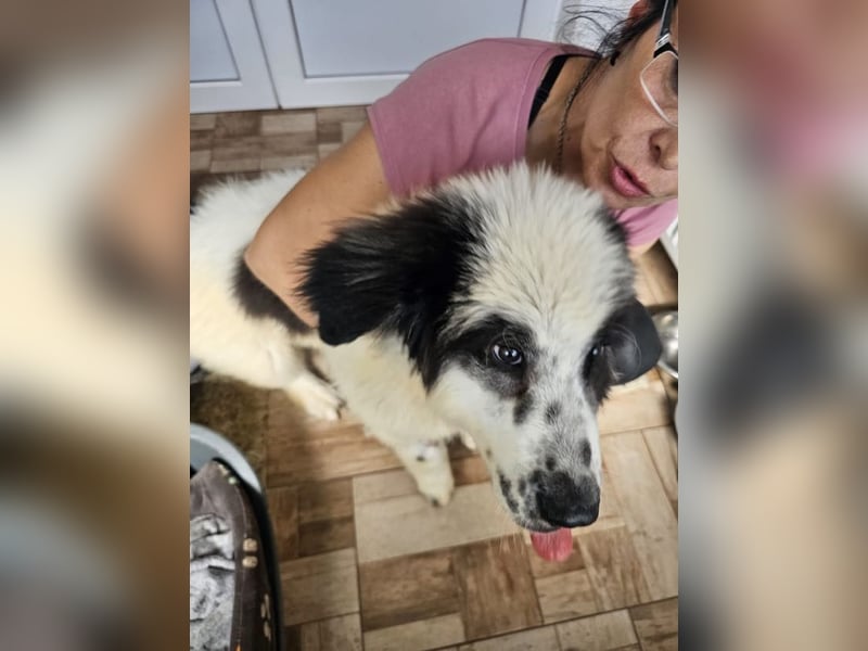 Schnuffel - Dreibein sucht liebevolles Zuhause (D/LUX/CH)