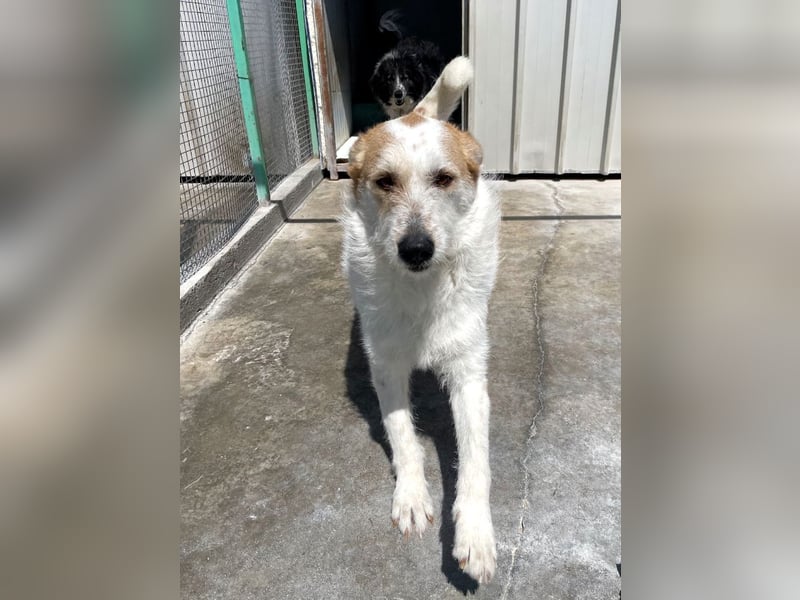 Timmy - ruhiger, lieber Kerl