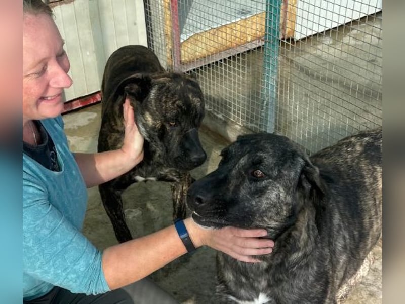 Halona - liebe Langzeitfellnase