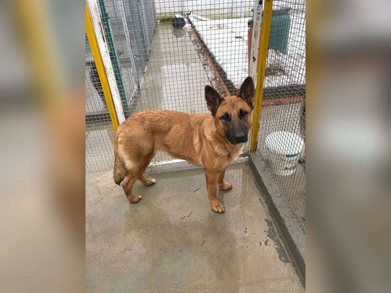 Willow - freundliche Hündin, die klare Führung braucht