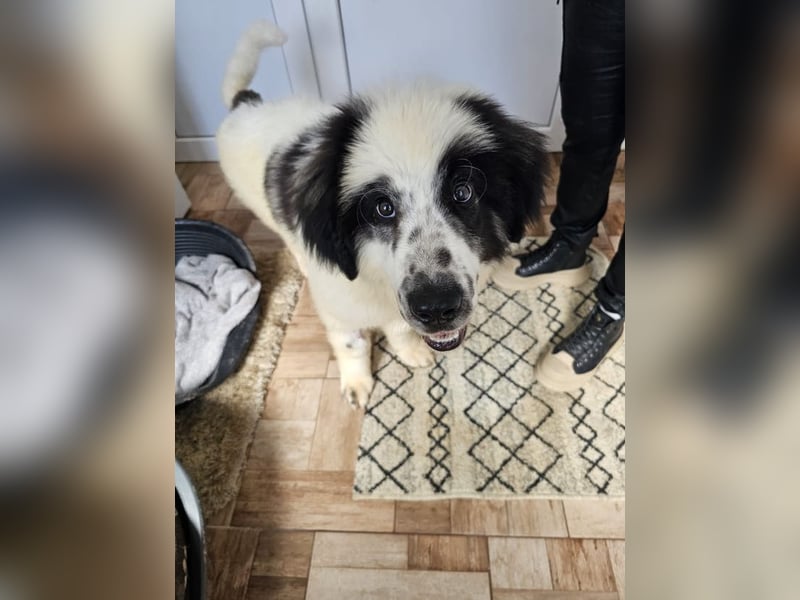 Schnuffel - Dreibein sucht liebevolles Zuhause (D/LUX/CH)