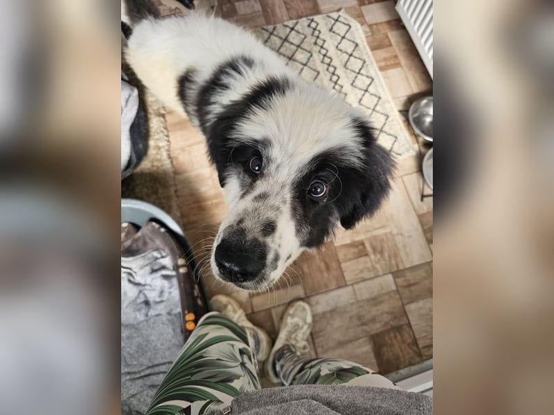 Schnuffel - Dreibein sucht liebevolles Zuhause (D/LUX/CH)
