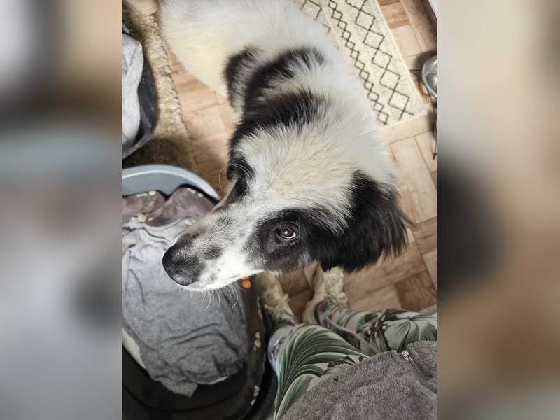 Schnuffel - Dreibein sucht liebevolles Zuhause (D/LUX/CH)