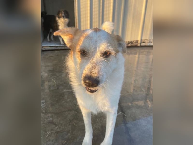 Timmy - ruhiger, lieber Kerl