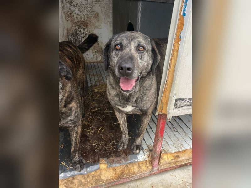 Halona - liebe Langzeitfellnase