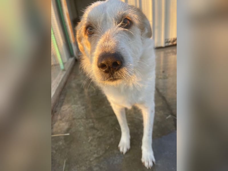 Timmy - ruhiger, lieber Kerl