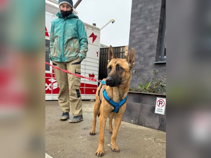 Willow - freundliche Hündin, die klare Führung braucht