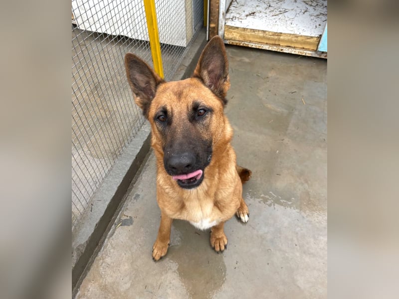 Willow - freundliche Hündin, die klare Führung braucht