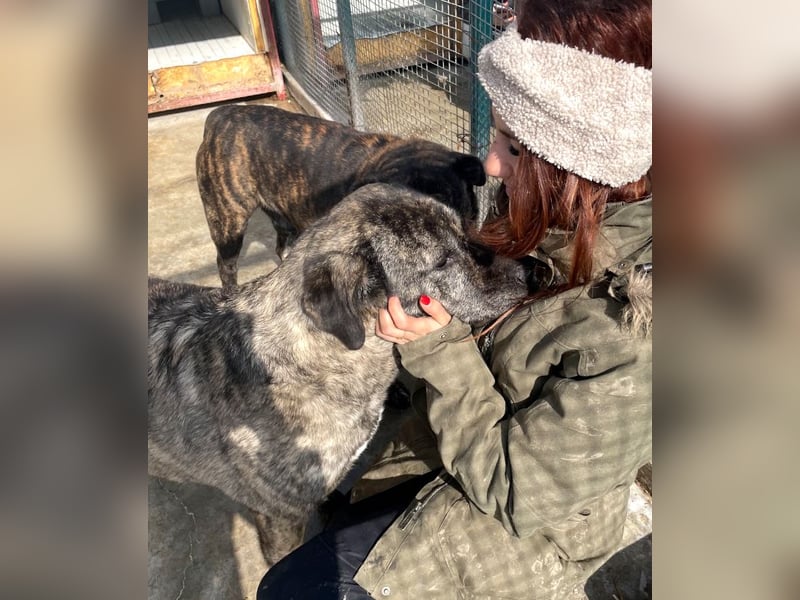 Halona - liebe Langzeitfellnase