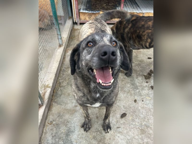 Halona - liebe Langzeitfellnase