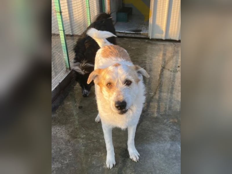 Timmy - ruhiger, lieber Kerl