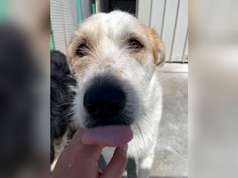 Timmy - ruhiger, lieber Kerl