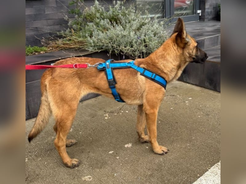 Willow - freundliche Hündin, die klare Führung braucht