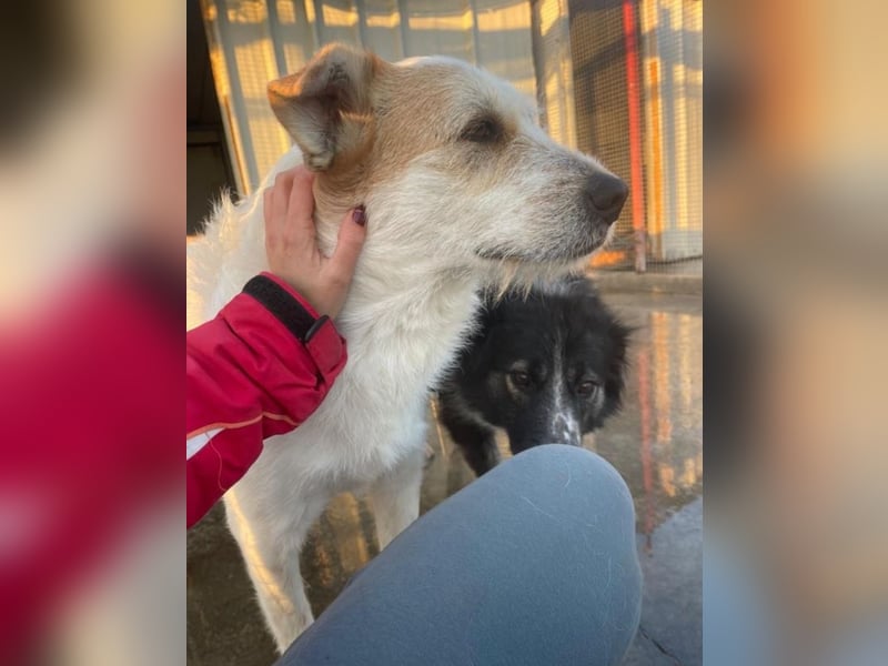 Timmy - ruhiger, lieber Kerl