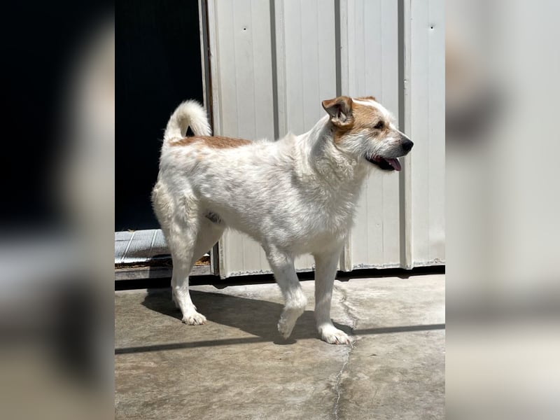 Timmy - ruhiger, lieber Kerl