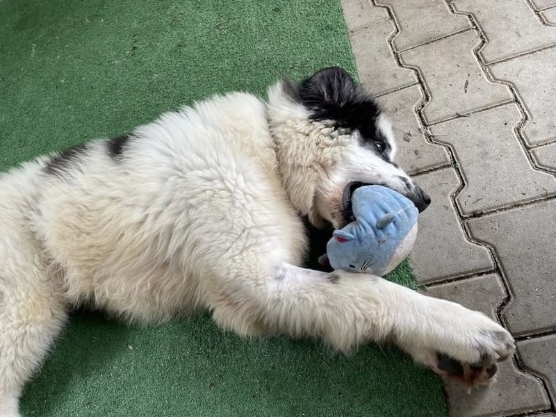 Schnuffel - Dreibein sucht liebevolles Zuhause (D/LUX/CH)