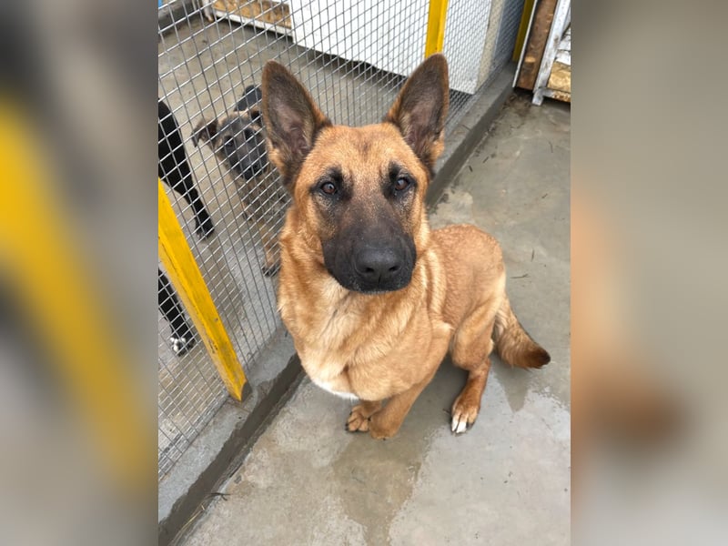 Willow - freundliche Hündin, die klare Führung braucht