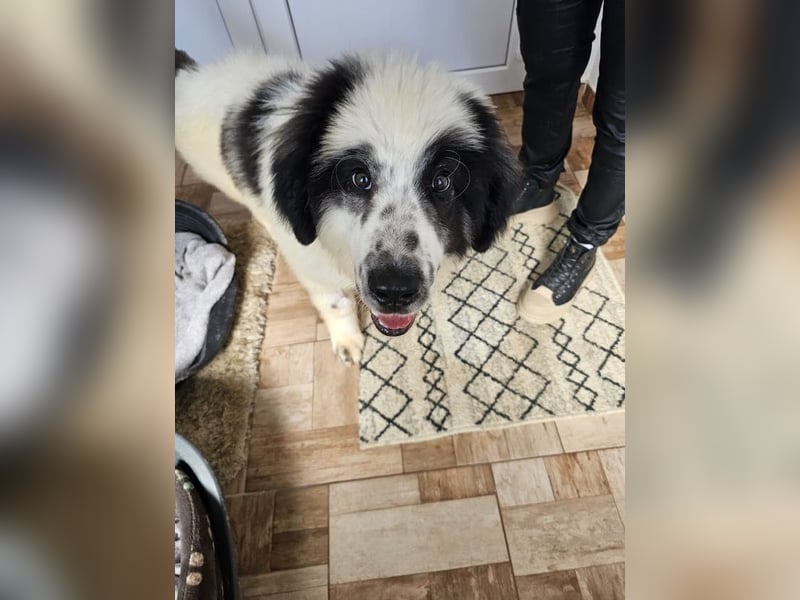 Schnuffel - Dreibein sucht liebevolles Zuhause (D/LUX/CH)