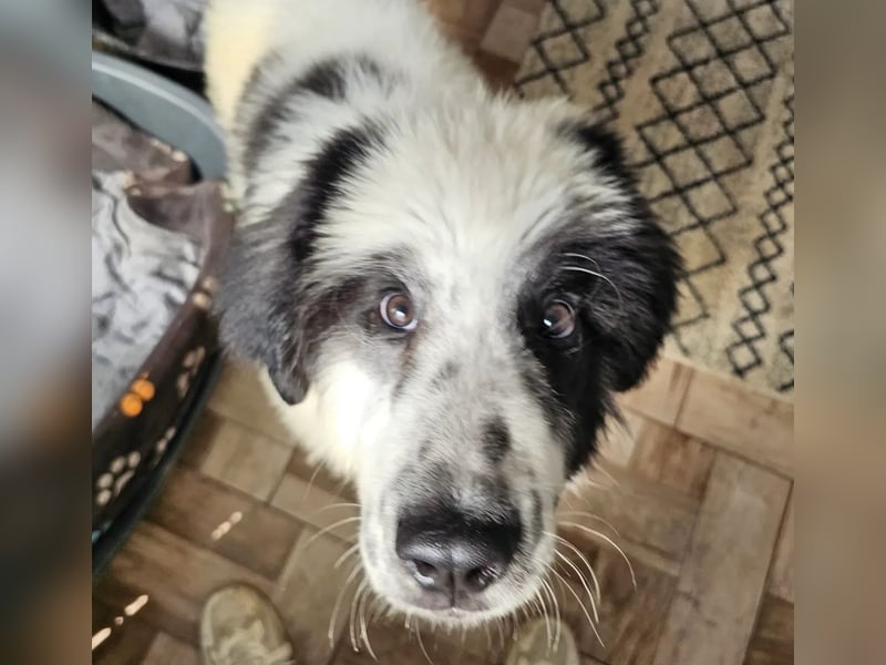 Schnuffel - Dreibein sucht liebevolles Zuhause (D/LUX/CH)
