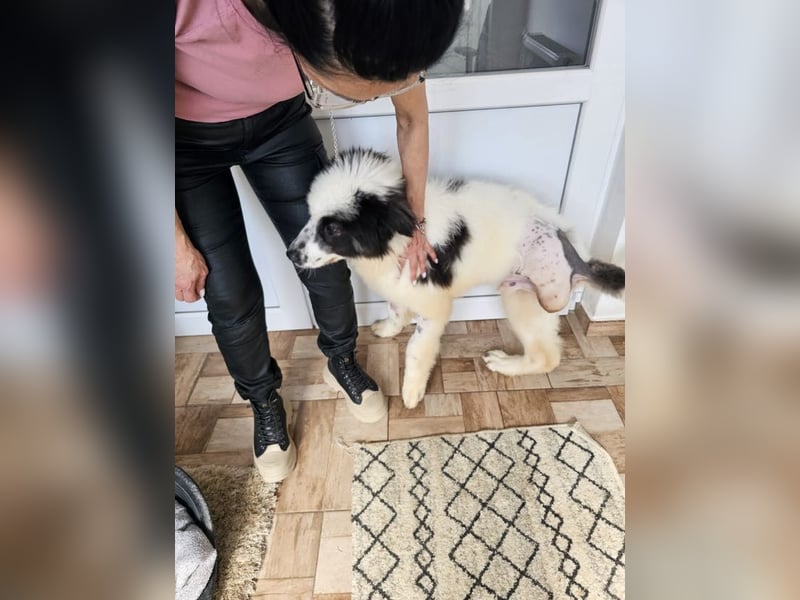 Schnuffel - Dreibein sucht liebevolles Zuhause (D/LUX/CH)