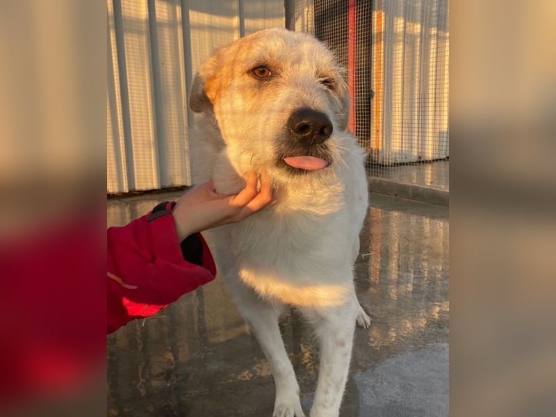 Timmy - ruhiger, lieber Kerl