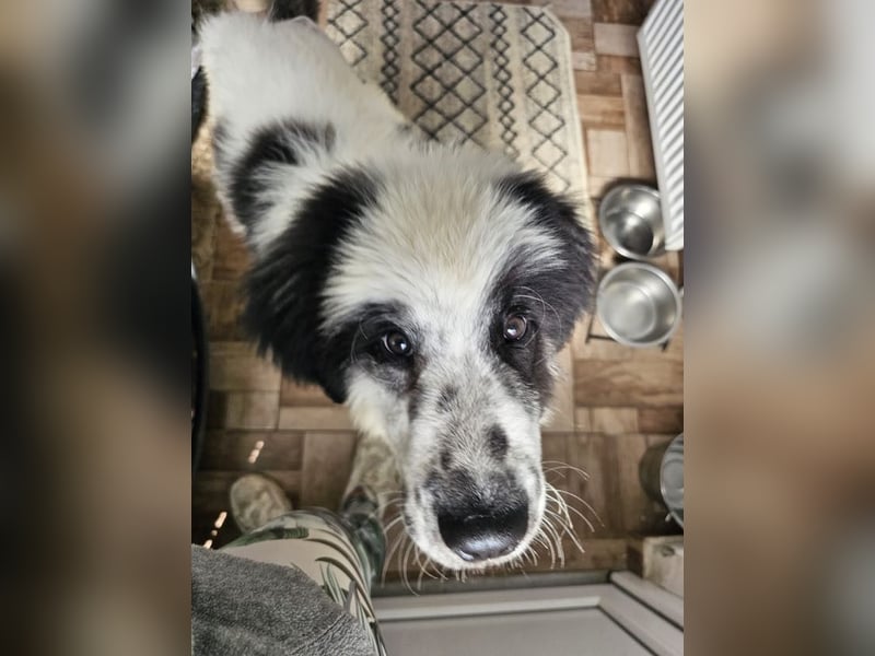 Schnuffel - Dreibein sucht liebevolles Zuhause (D/LUX/CH)