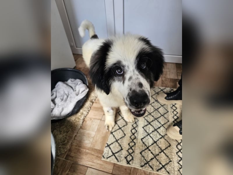 Schnuffel - Dreibein sucht liebevolles Zuhause (D/LUX/CH)