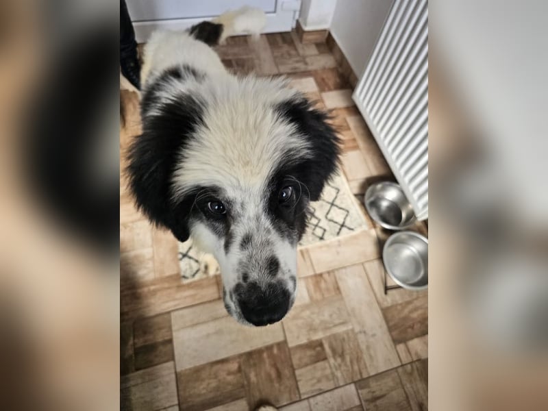 Schnuffel - Dreibein sucht liebevolles Zuhause (D/LUX/CH)