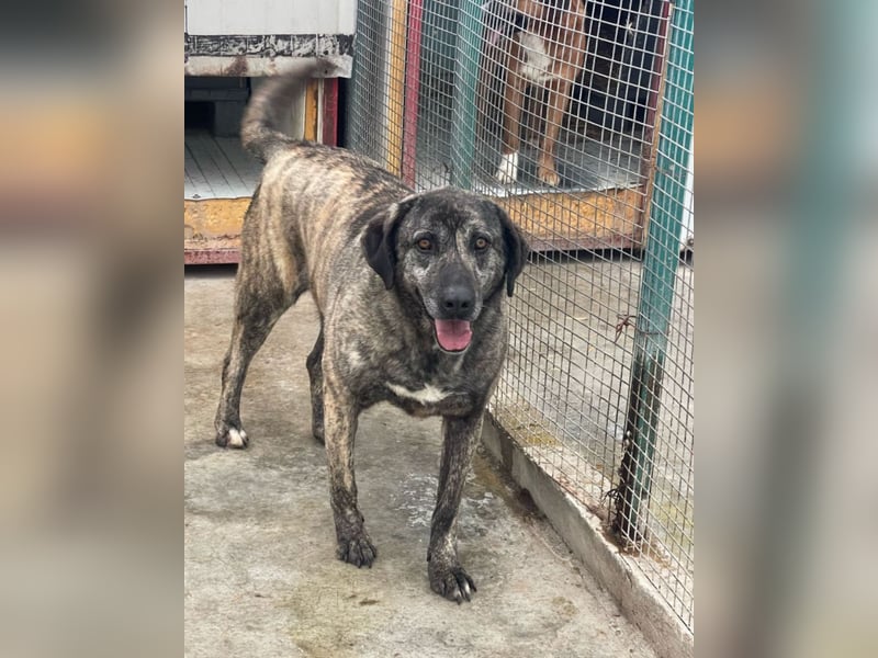 Halona - liebe Langzeitfellnase