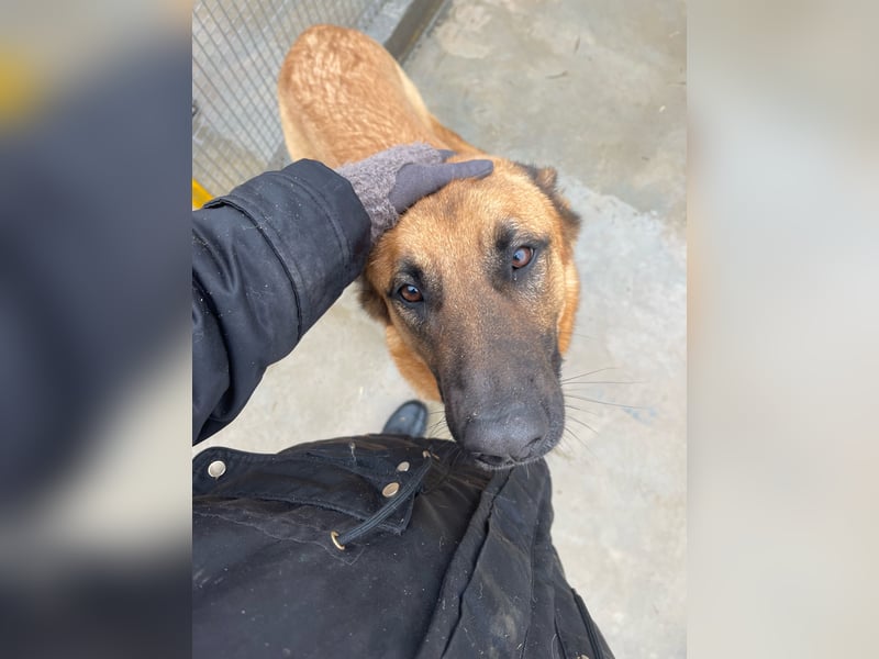 Willow - freundliche Hündin, die klare Führung braucht