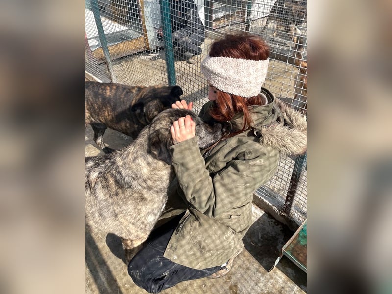 Halona - liebe Langzeitfellnase