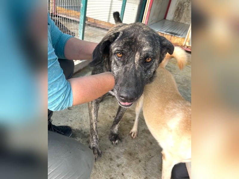 Halona - liebe Langzeitfellnase