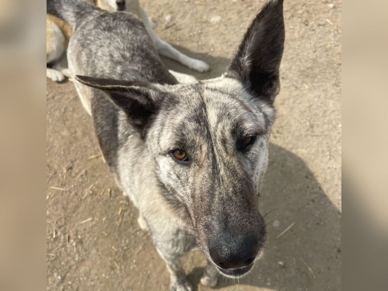 Rocco - 3 J., sozial, lieb, verschmust - ein toller Begleiter!