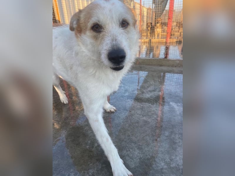 Timmy - ruhiger, lieber Kerl