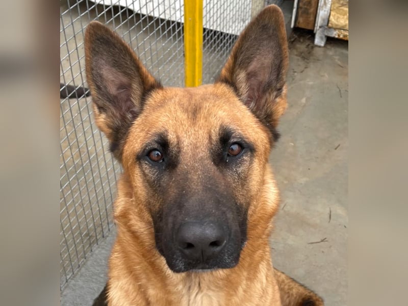 Willow - freundliche Hündin, die klare Führung braucht