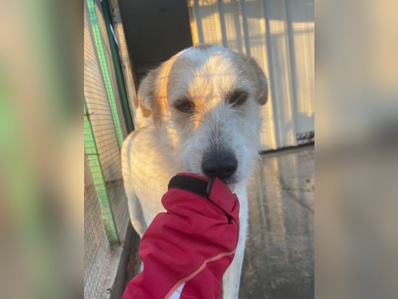 Timmy - ruhiger, lieber Kerl