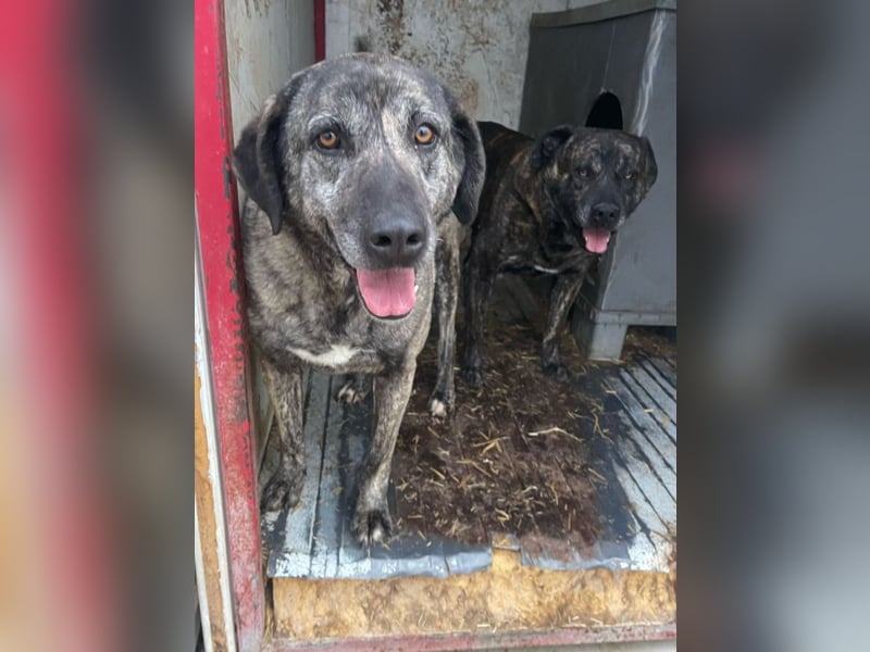 Halona - liebe Langzeitfellnase