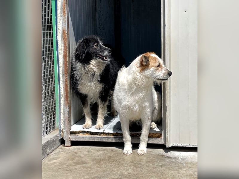 Timmy - ruhiger, lieber Kerl