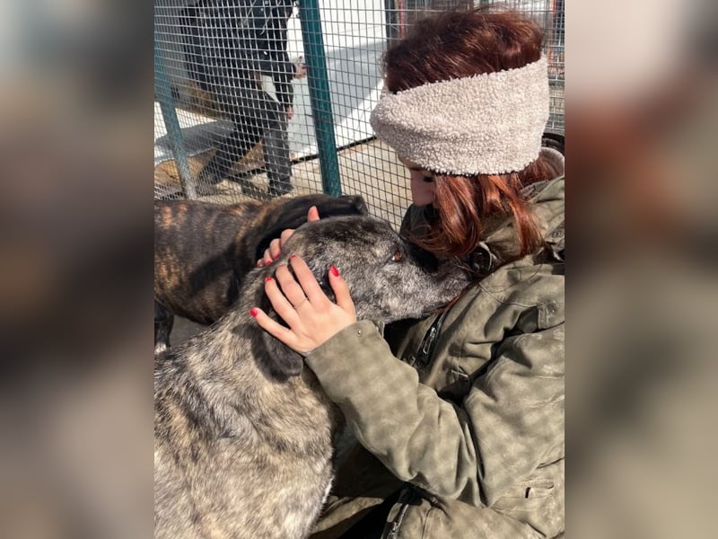 Halona - liebe Langzeitfellnase