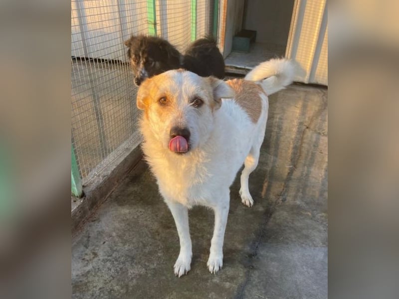 Timmy - ruhiger, lieber Kerl