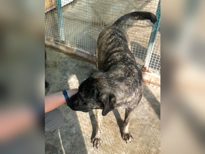 Halona - liebe Langzeitfellnase