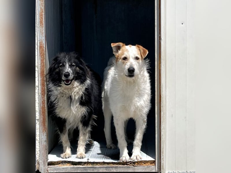Timmy - ruhiger, lieber Kerl