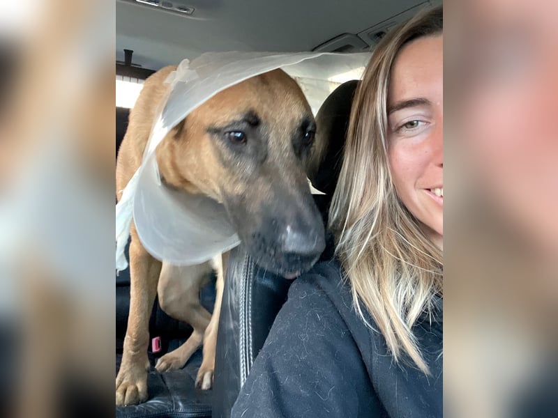 Willow - freundliche Hündin, die klare Führung braucht