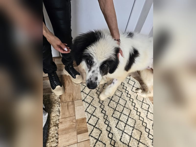 Schnuffel - Dreibein sucht liebevolles Zuhause (D/LUX/CH)