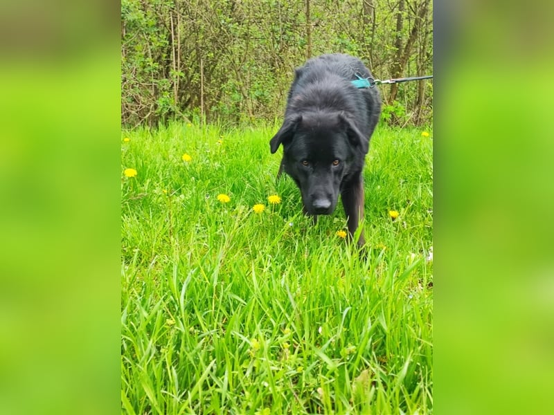 Posejdon - Stattlicher Bursche auf der Suche nach dem großen Glück