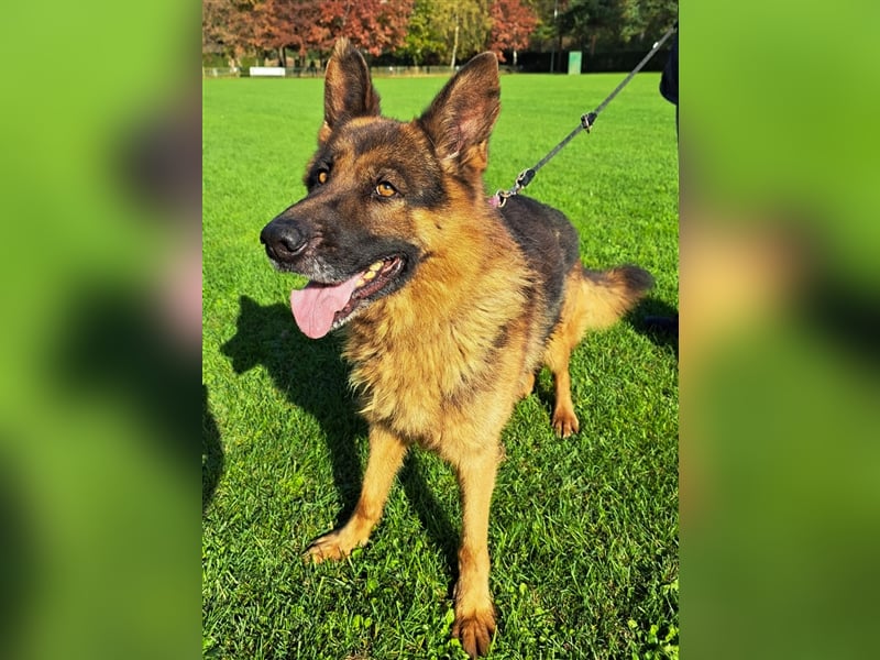 **NOTFALL** Vox - Klasse Hund sucht klasse Menschen