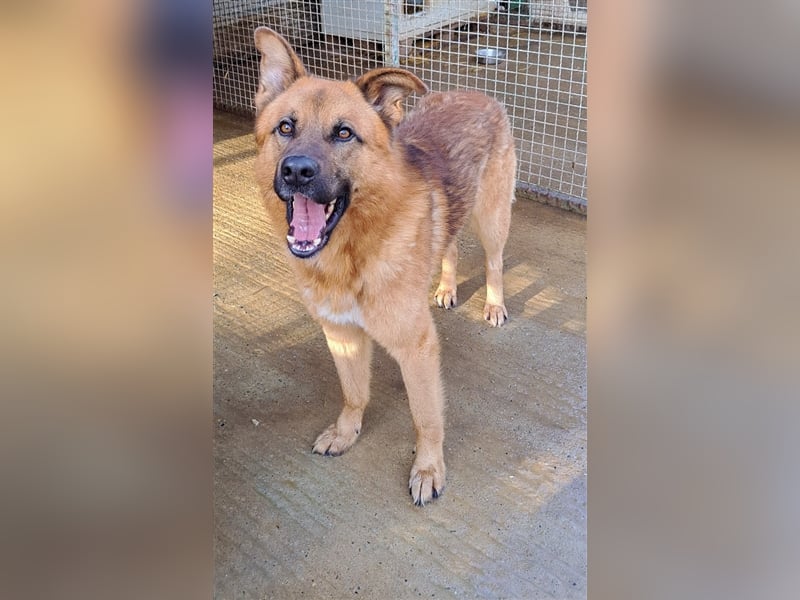 Tobbi - Tobbi sucht Robbi und sein Fliewatüüt