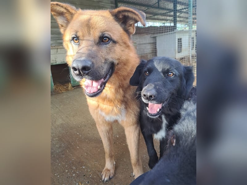 Tobbi - Tobbi sucht Robbi und sein Fliewatüüt