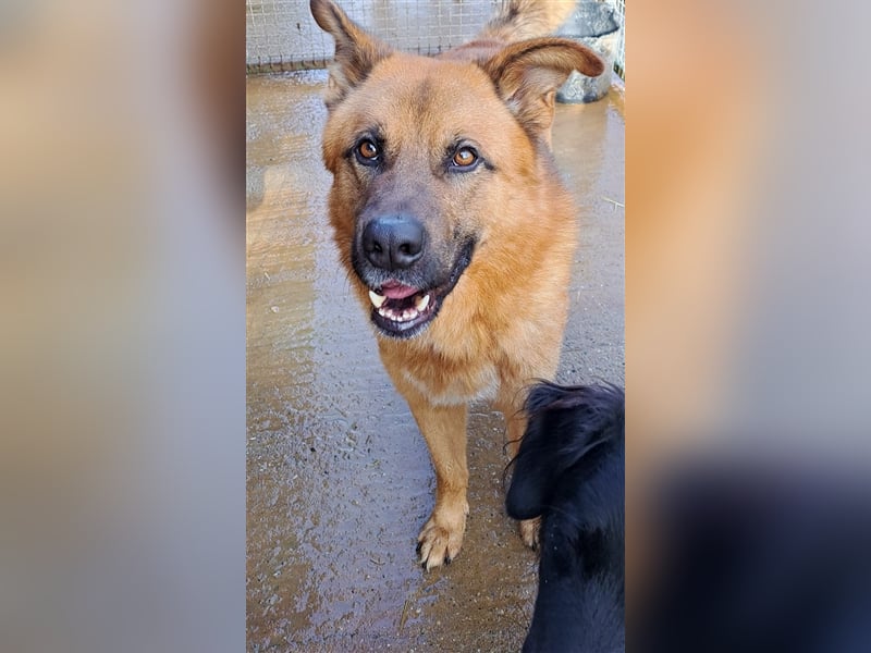 Tobbi - Tobbi sucht Robbi und sein Fliewatüüt