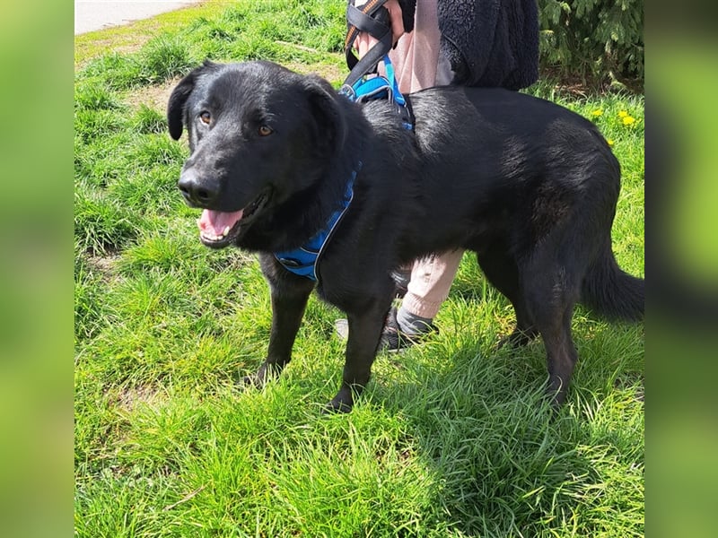 Pluton - Sanfter Bär auf der Suche nach seinem Glück